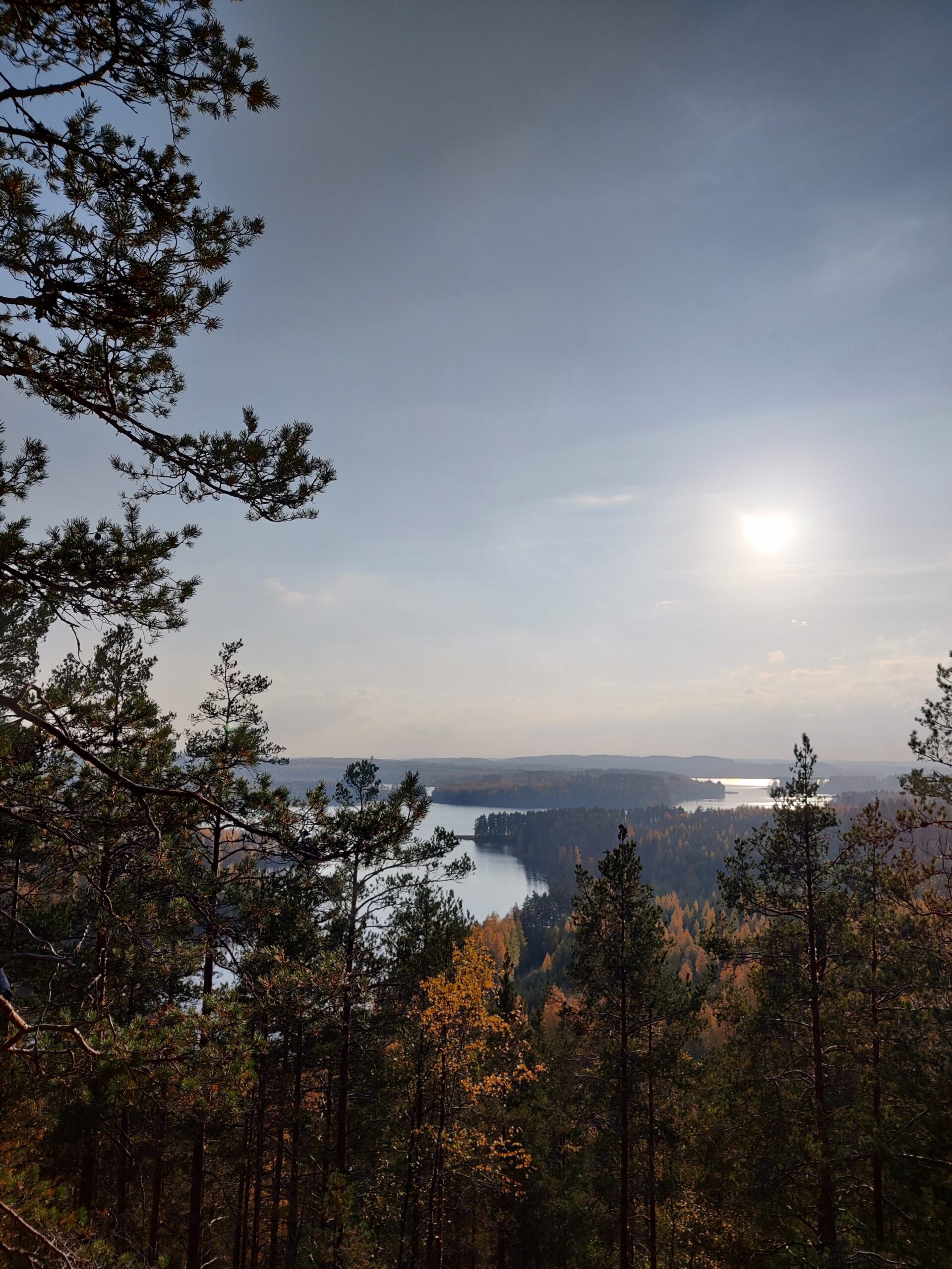 Vastuullinen puunkorjuu - Metsä-Kiesit Oy